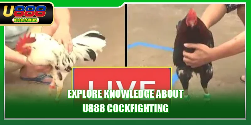 U888 cockfighting 1 Explore knowledge about U888 Cockfighting