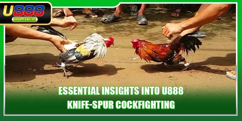Essential insights into u888 knife-spur cockfighting